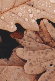 resistencia camponesa no contexto da agricultura capitalista (ebook)-dehbora alves da costa-9786526603406