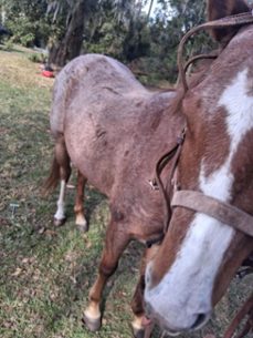 survival guide book (ebook)-james douglas-9798232521516