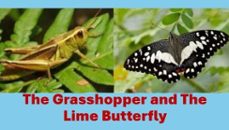 the grasshopper and the lime butterfly (ebook)-9798233194016