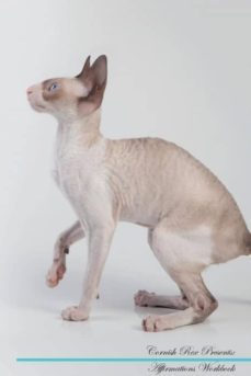 cornish rex affirmations workbook cornish rex presents-9781526968036