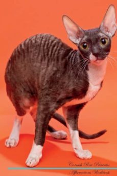 cornish rex affirmations workbook cornish rex presents-9781526968586