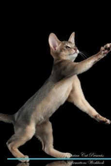 abyssinian cat affirmations workbook abyssinian cat presents-9781526965196
